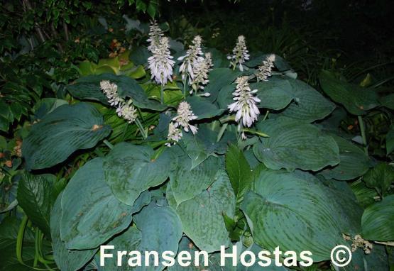 Hosta Blue Angel